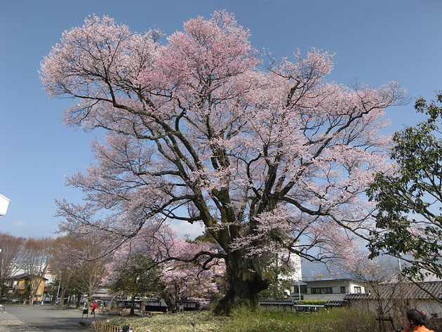 長姫の江戸彼岸桜 安富桜 信州いざない街道